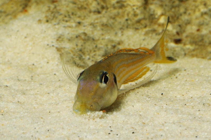 Xenotilapia ochrogenys 'Karilani Island'